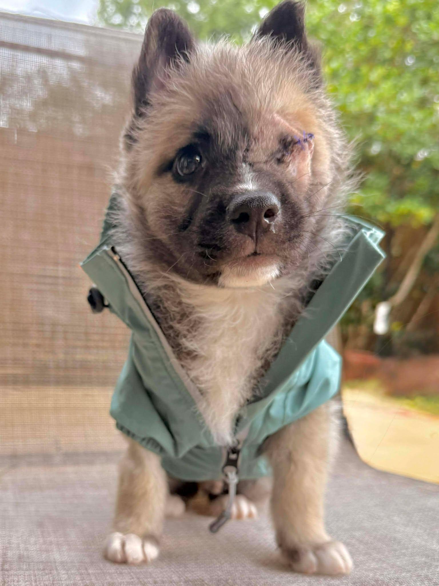 Odin, ADOPTABLE, Puppy Male Shepherd & Husky.