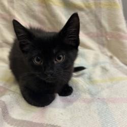 Gojo, adopted, Kitten Male Domestic Short Hair.