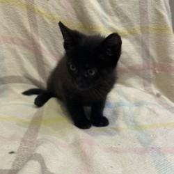 Gojo, an adopted Domestic Short Hair in Waterloo, IA image 2/2