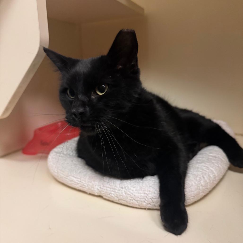 Enlarge Moon, a Adoptable Domestic Short Hair in Dayton, OH image 1/6