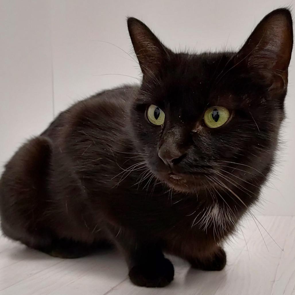 Enlarge Moon, a Adoptable Domestic Short Hair in Dayton, OH image 2/6