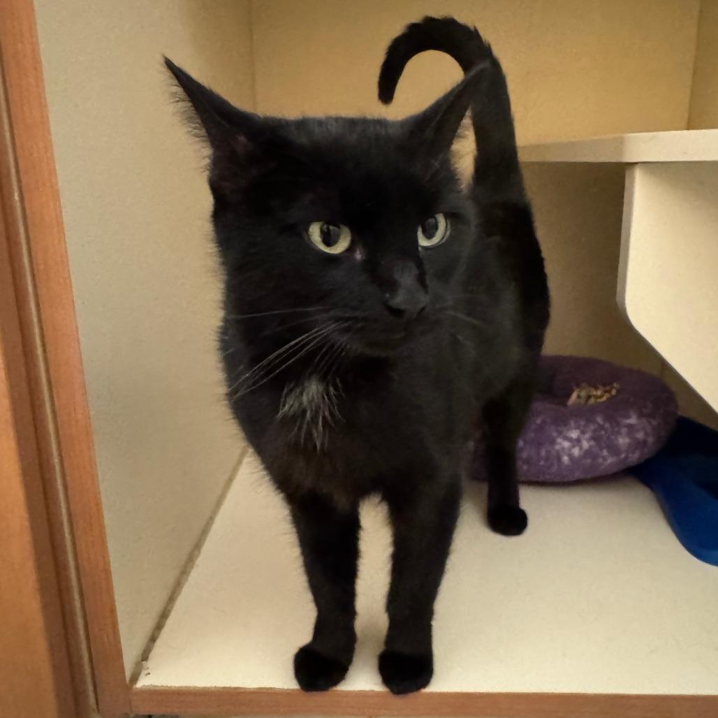 Enlarge Moon, a Adoptable Domestic Short Hair in Dayton, OH image 3/6