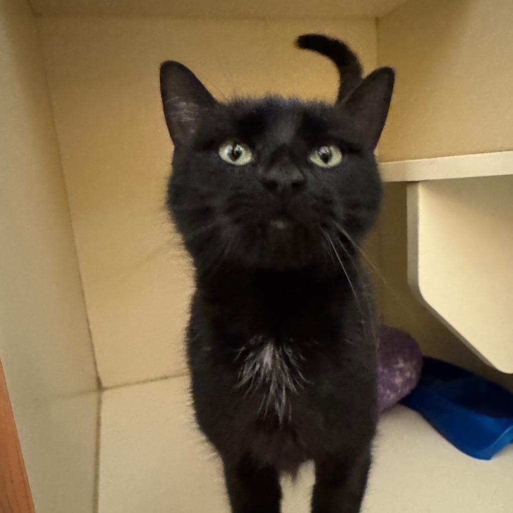 Enlarge Moon, a Adoptable Domestic Short Hair in Dayton, OH image 4/6