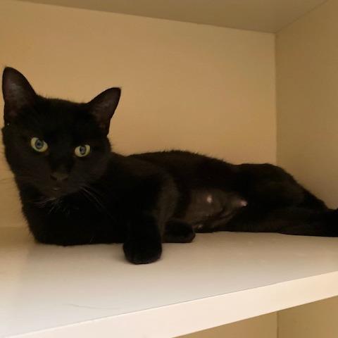 Enlarge Moon, a Adoptable Domestic Short Hair in Dayton, OH image 5/6