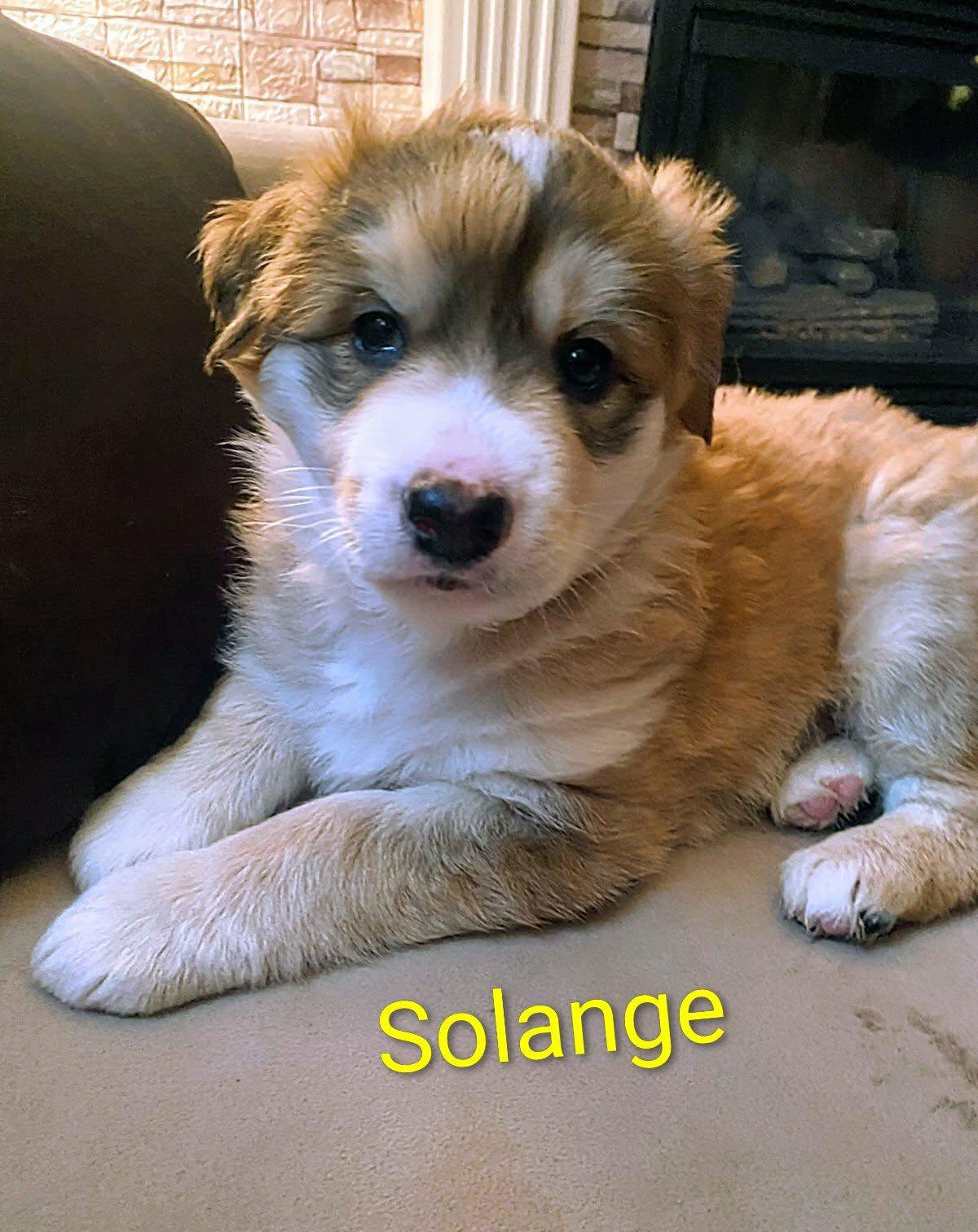 Solange (20251222-12)