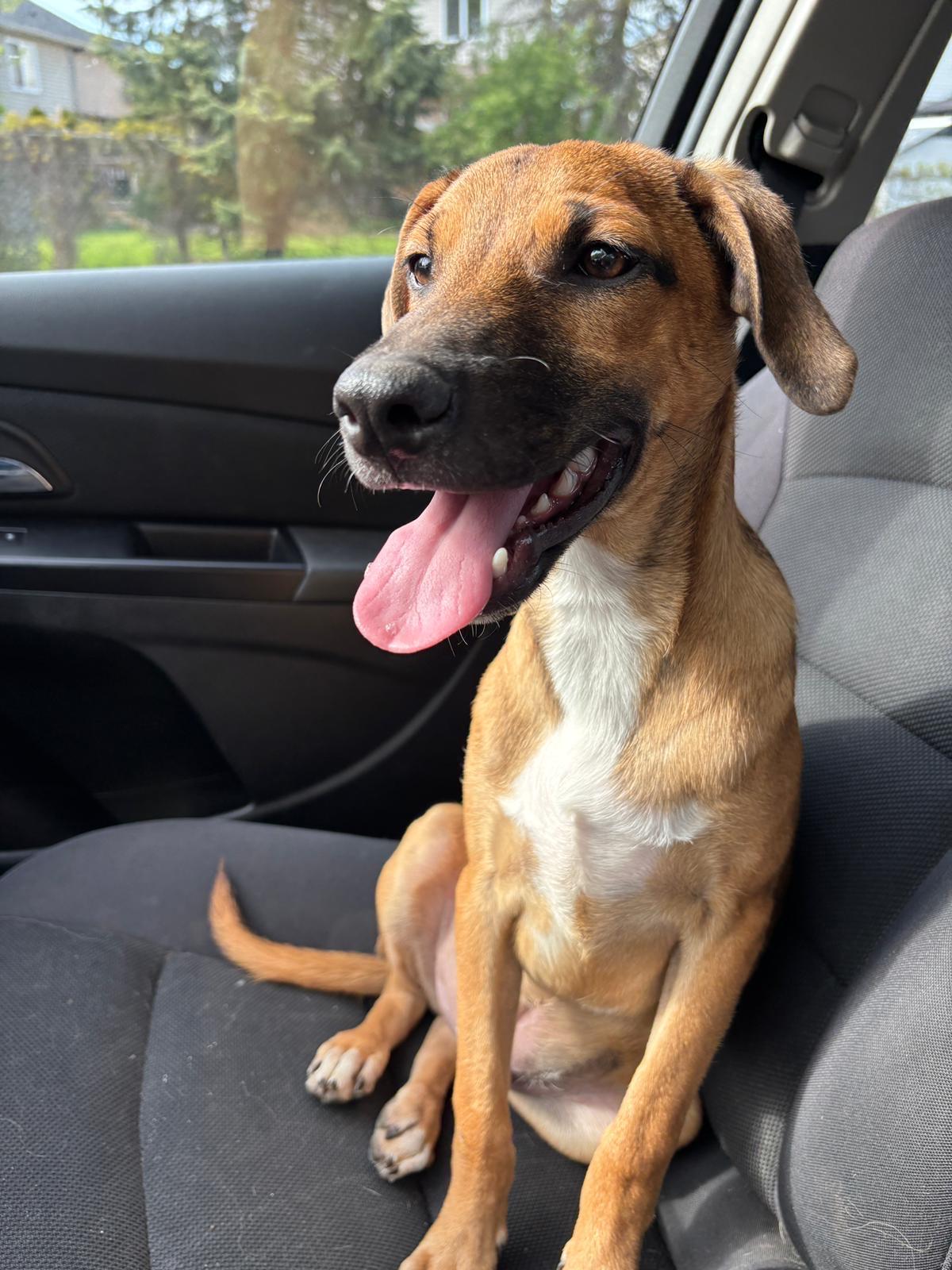 Virgil, an adopted mixed breed in Guelph, ON image 1/2
