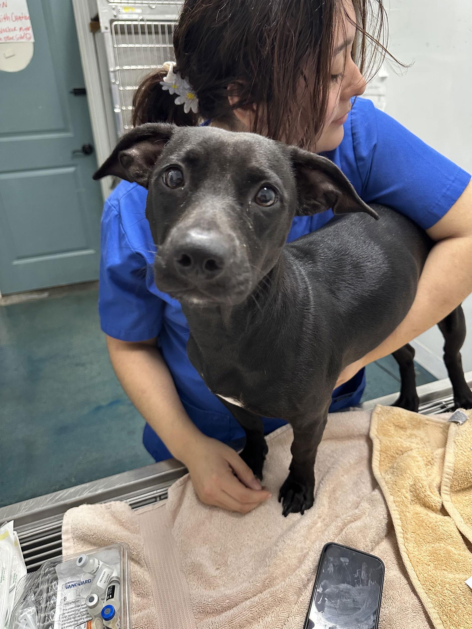 Enlarge Taro Twish, a Adoptable mixed breed in Chico, CA image 1/1