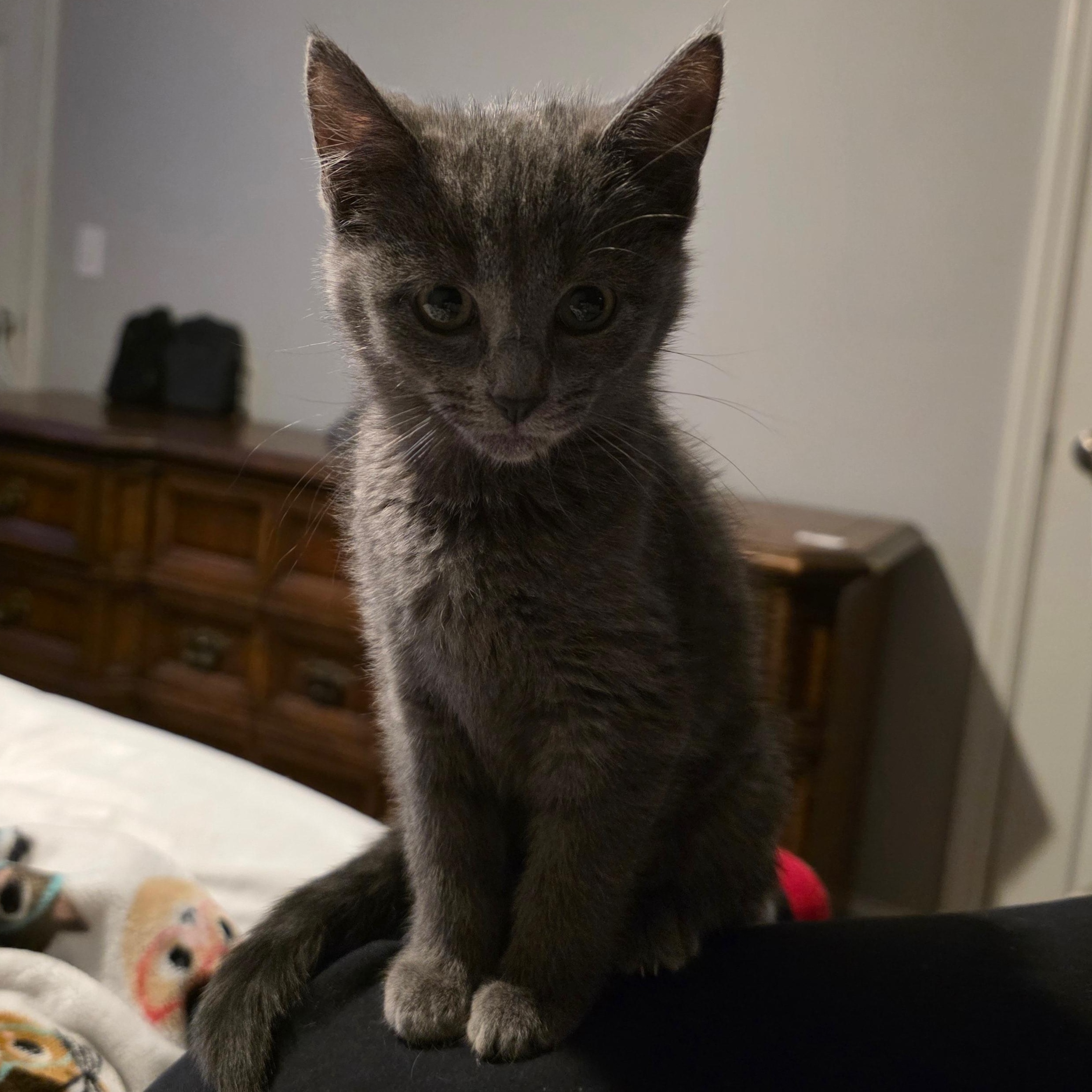 Enlarge Melody Valentine , a ADOPTABLE Domestic Short Hair in Saint Charles, MO image 1/1