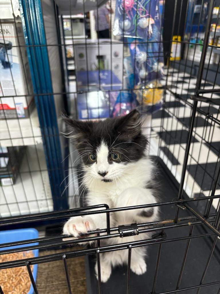 Skittles, an adoptable Domestic Short Hair in wetaskiwin, AB, t9a 2j4 | Photo Image 1