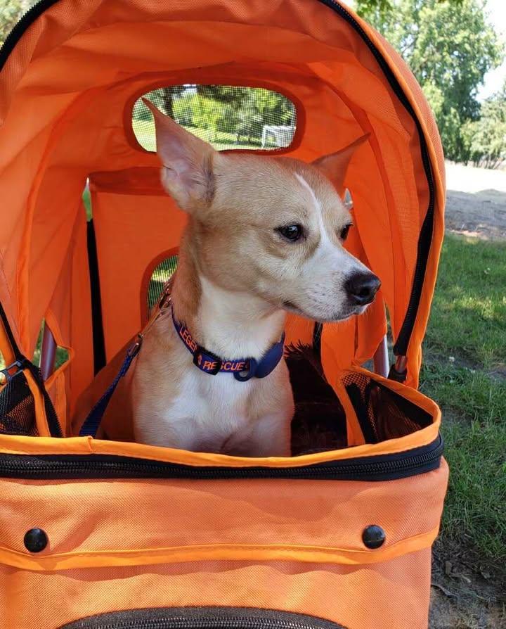 Chippy, Adoptable, Adult Male Chihuahua.