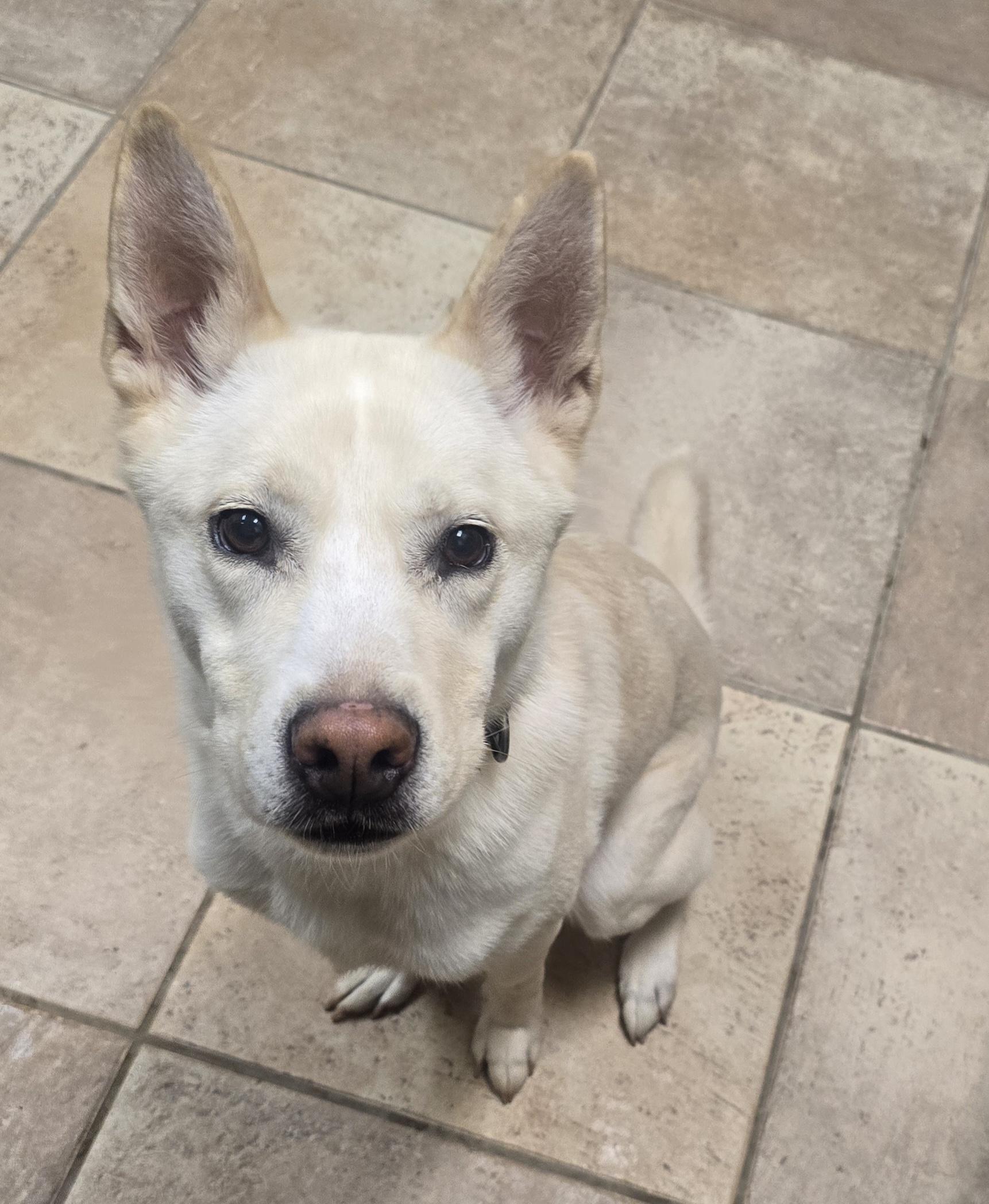 Enlarge Luna, a ADOPTABLE mixed breed in Brainerd, MN image 1/1