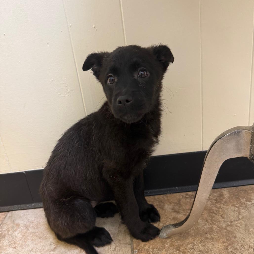 Enlarge Winky, a Adoptable mixed breed in Tulsa, OK image 1/2