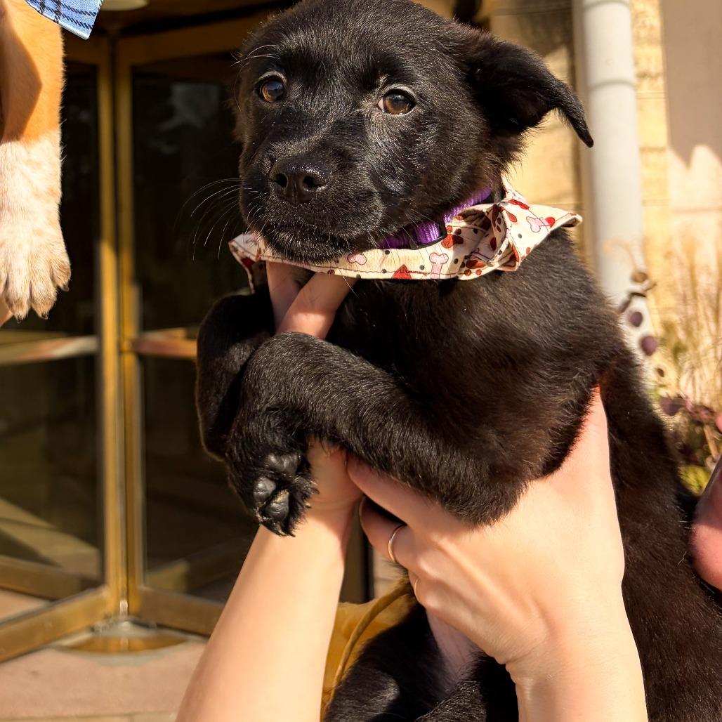 Enlarge Winky, a Adoptable mixed breed in Tulsa, OK image 2/2