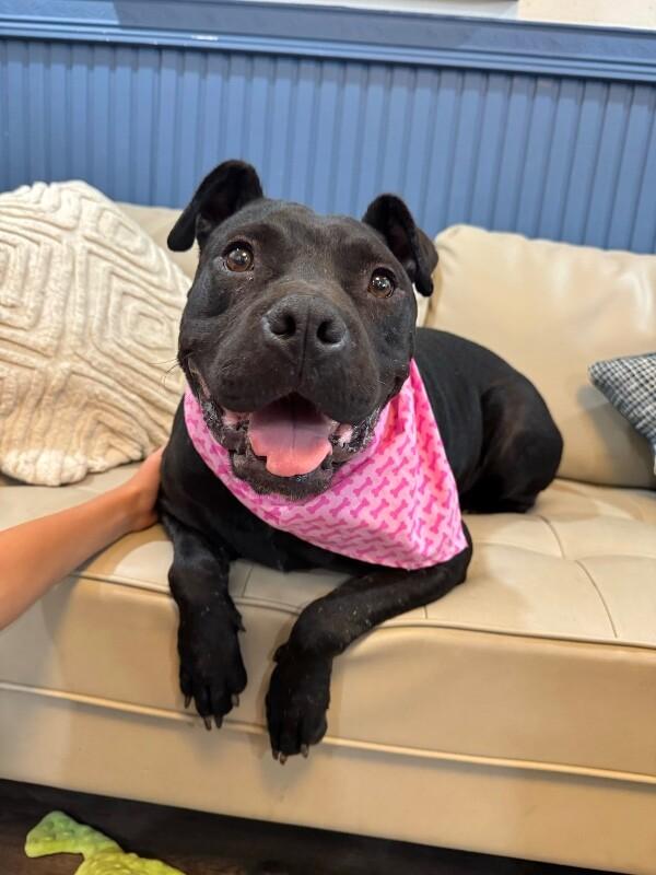 Angie Short Stack of Snuggles — thumbnail 4