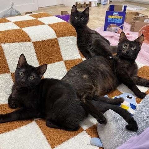 Enlarge Gaia, a Adoptable Tortoiseshell image 6/6