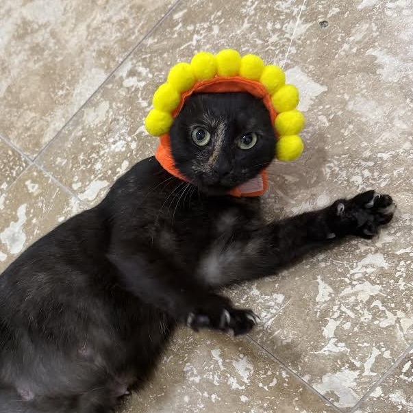 Enlarge Gaia, a Adoptable Tortoiseshell image 4/6