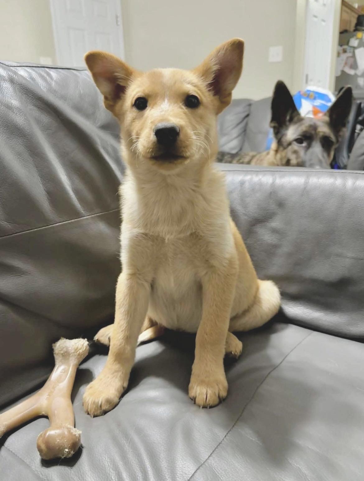 Atlas & Apollo, Adoptable, Puppy Male Australian Cattle Dog / Blue Heeler.