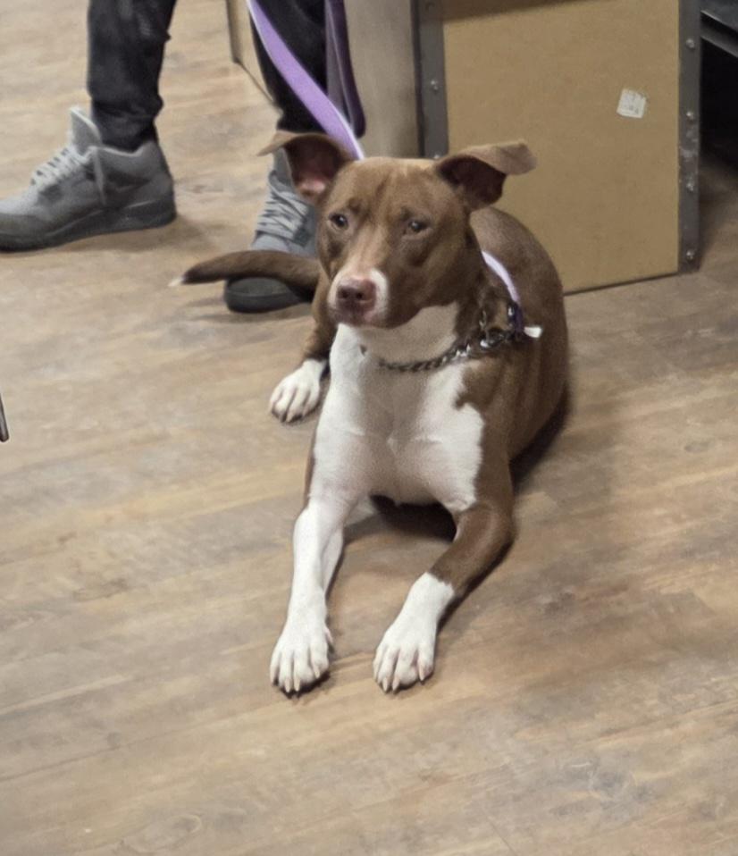 Sweetie, ADOPTABLE, Adult Female Hound.