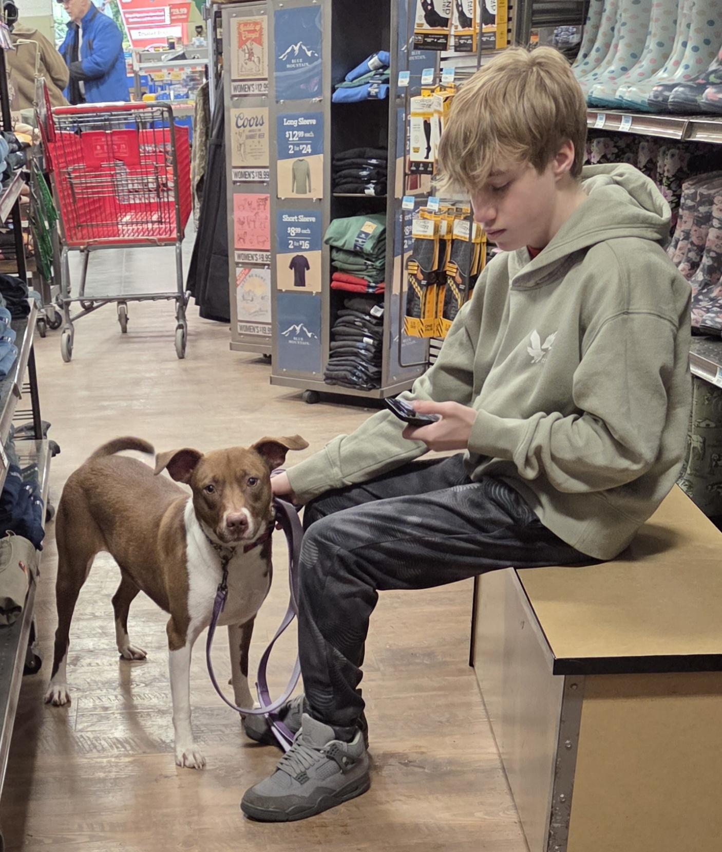 Sweetie, a ADOPTABLE mixed breed in Hillsdale, NY image 3/3