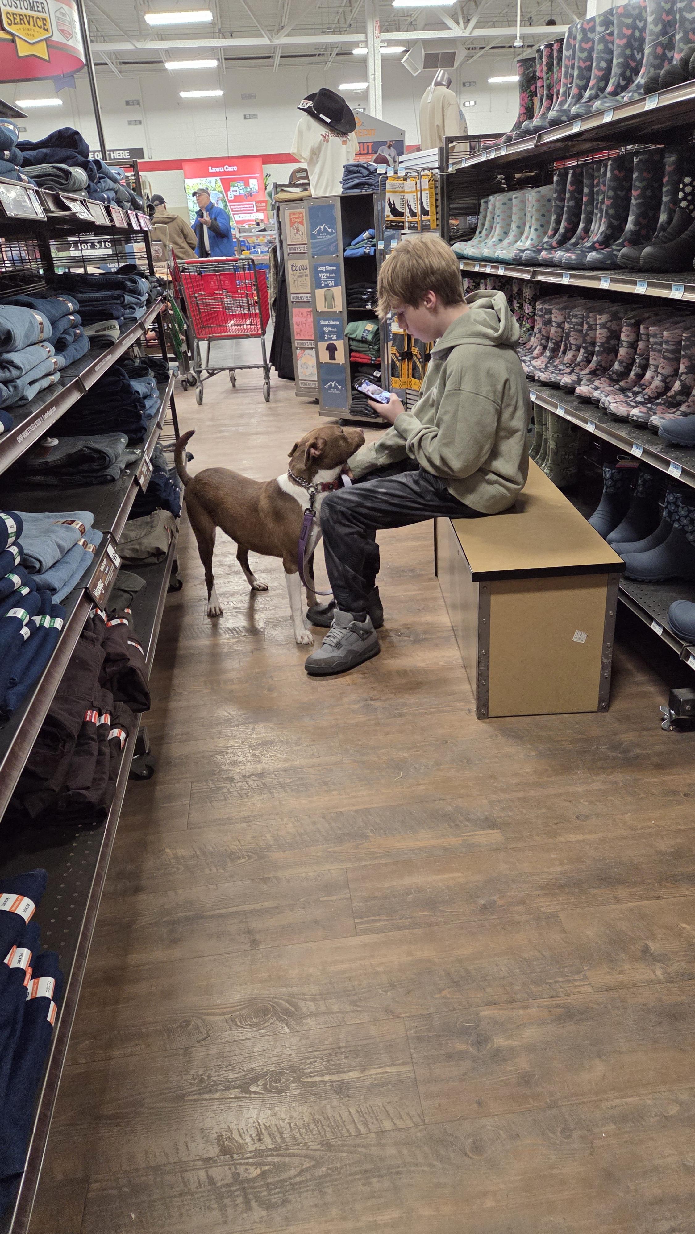 Sweetie, a ADOPTABLE mixed breed in Hillsdale, NY image 2/3