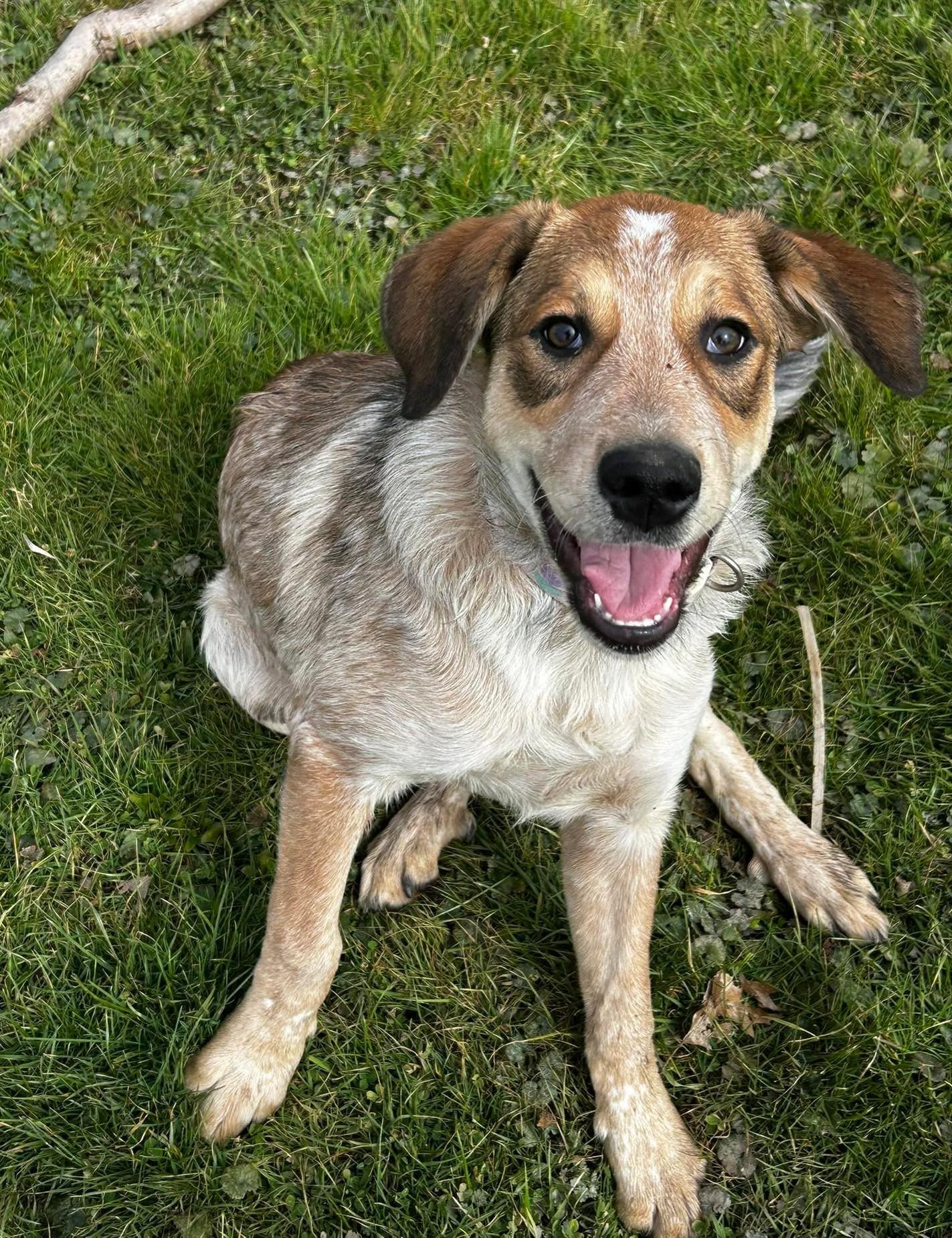 Red, ADOPTABLE, Puppy Female Great Pyrenees & Australian Cattle Dog / Blue Heeler.
