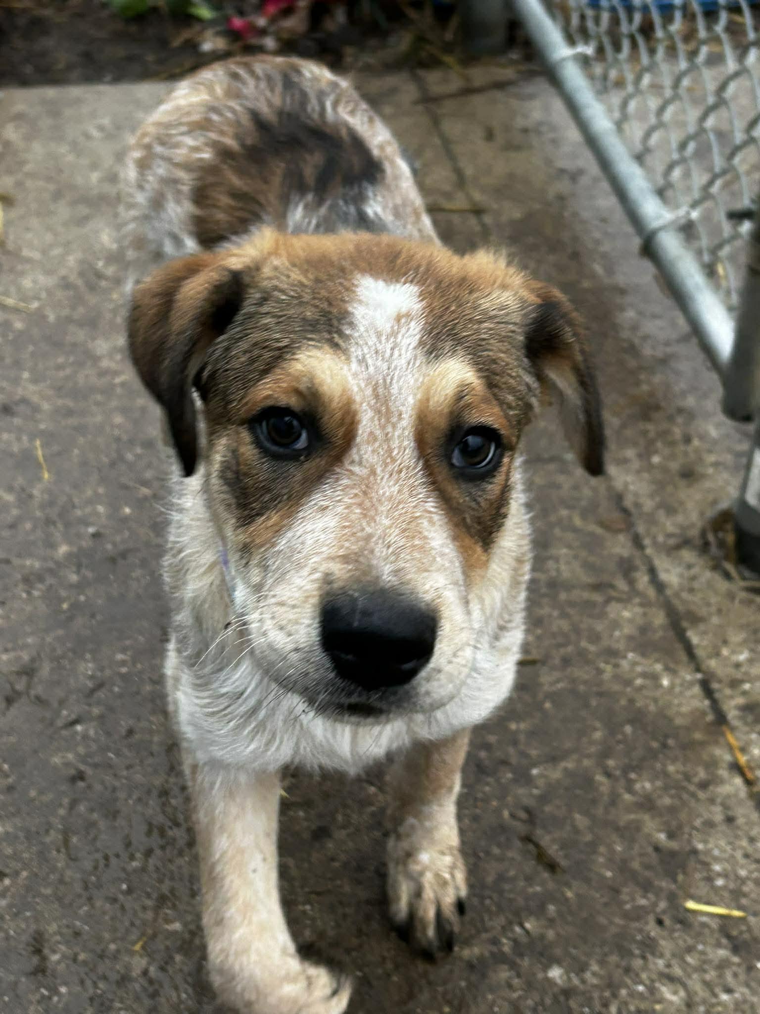 Enlarge Red, a ADOPTABLE mixed breed in Brunswick, OH image 4/4