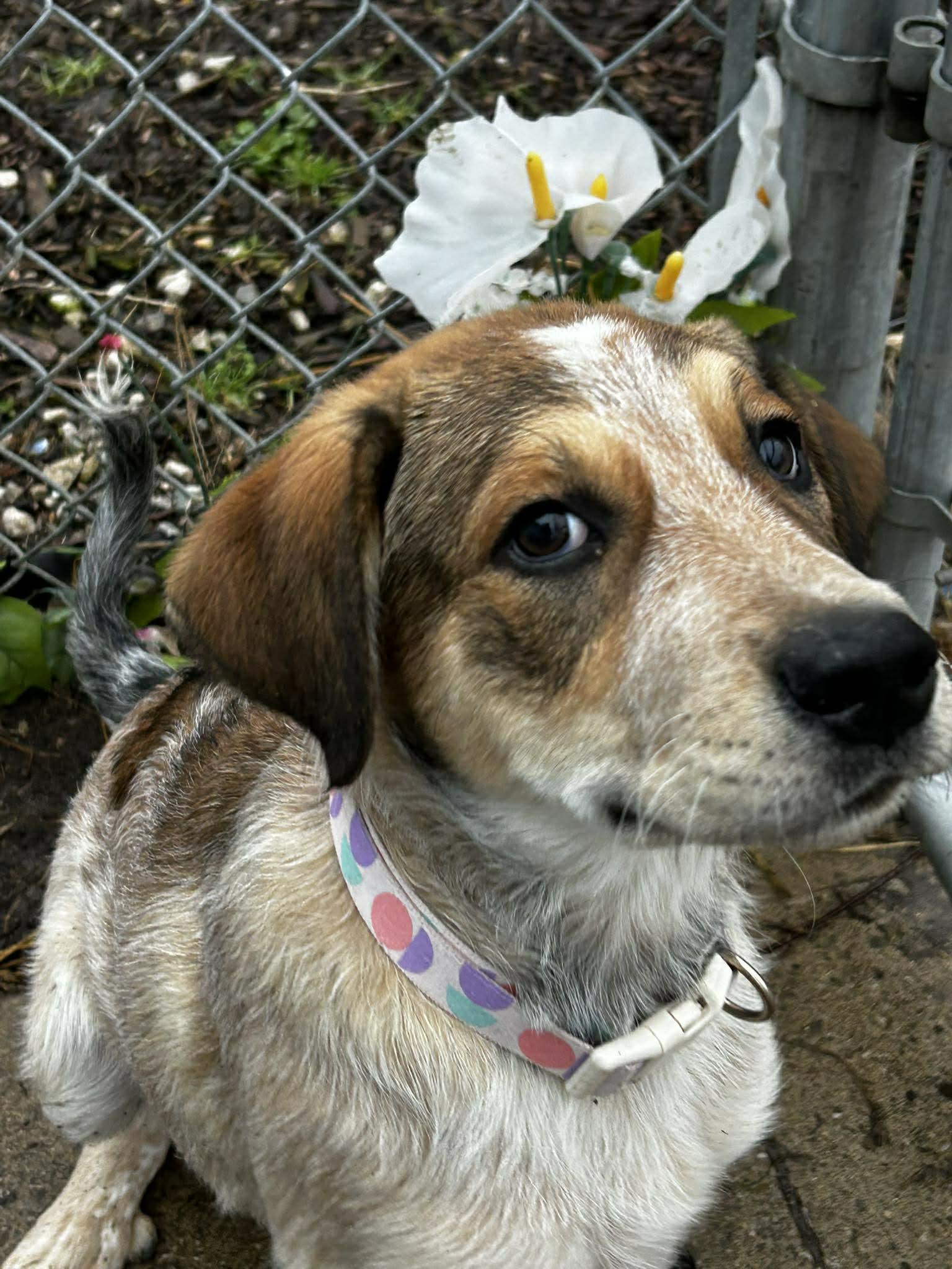 Enlarge Red, a ADOPTABLE mixed breed in Brunswick, OH image 2/4
