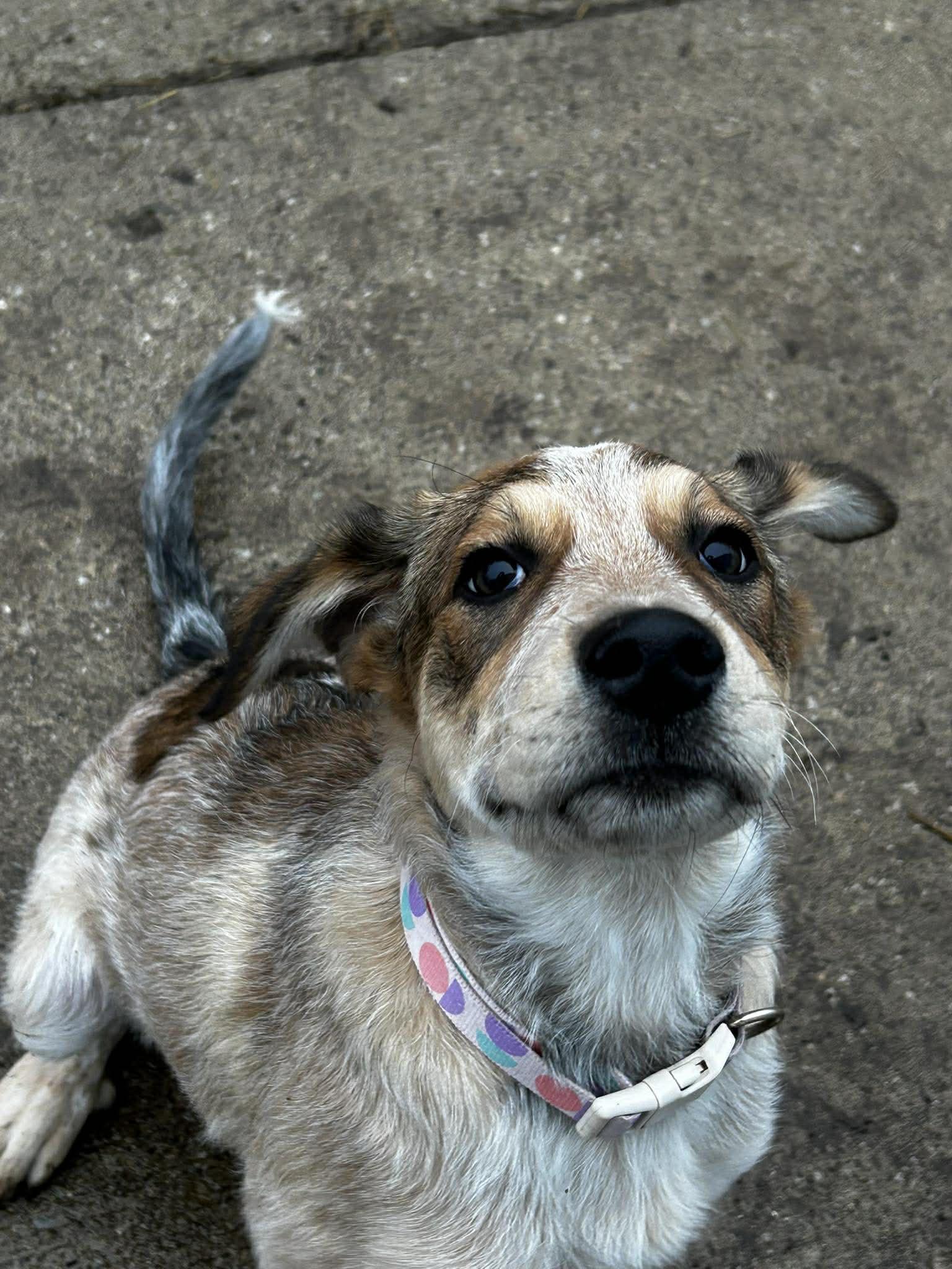 Enlarge Red, a ADOPTABLE mixed breed in Brunswick, OH image 3/4