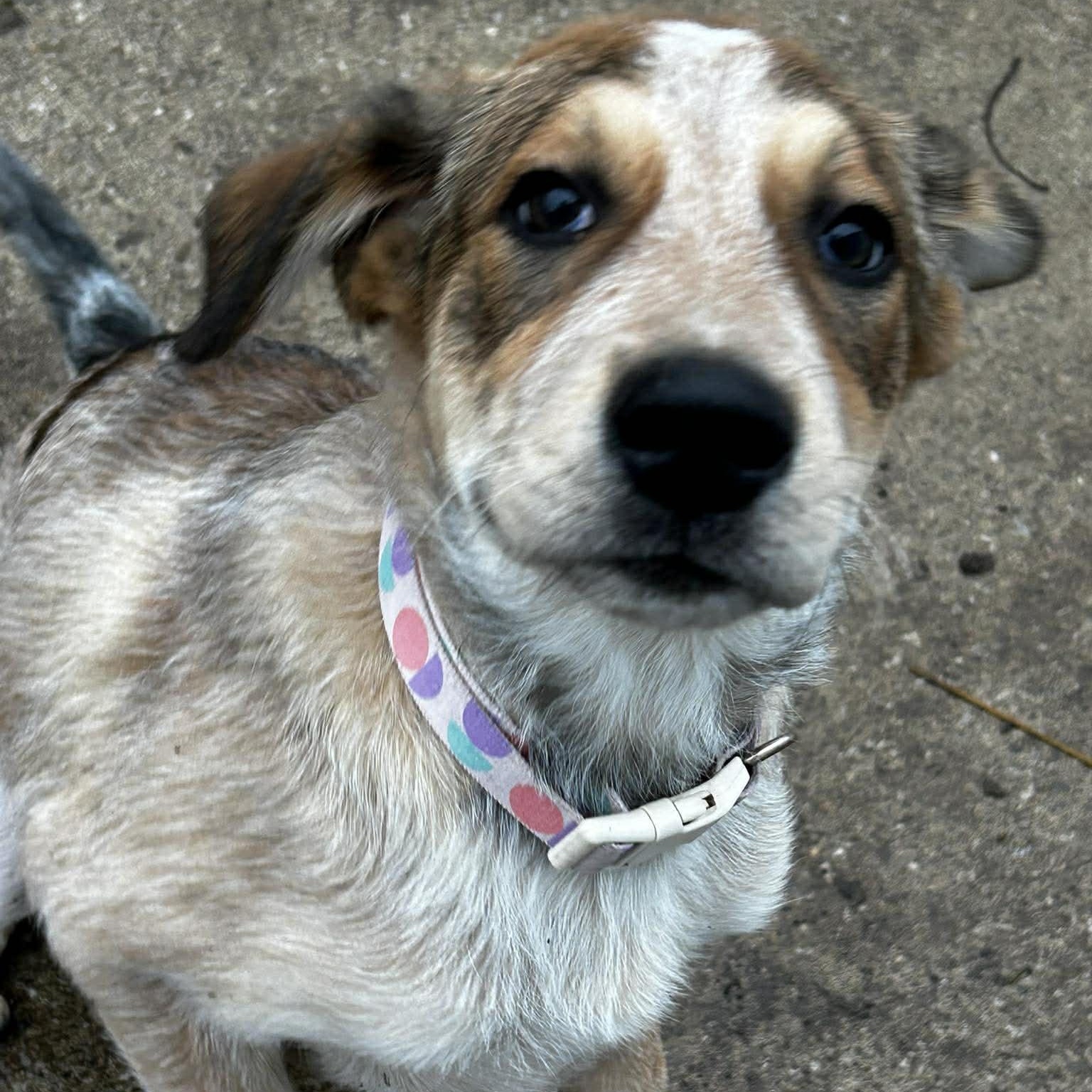 Red, ADOPTABLE, Puppy Female Great Pyrenees & Australian Cattle Dog / Blue Heeler.