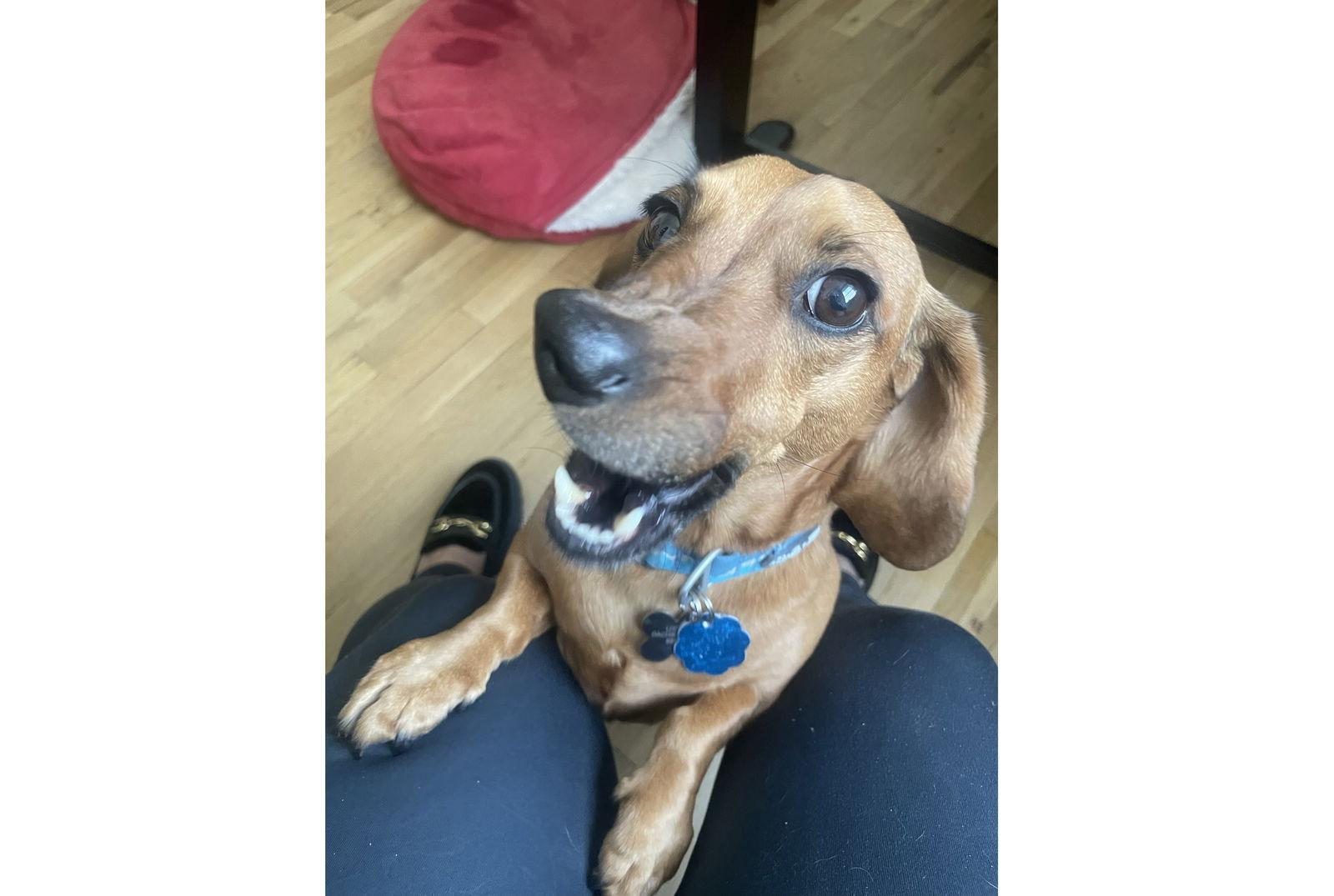 Shadow2, Adoptable, Young Male Dachshund.