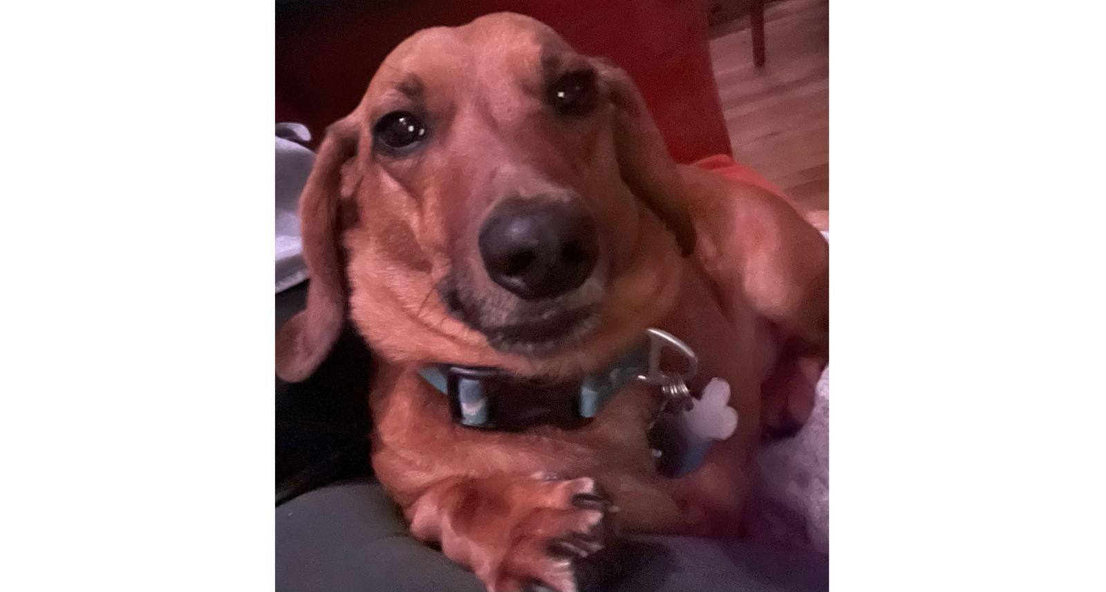 Enlarge Shadow2, a Adoptable Dachshund in Edgewater, NJ image 2/3