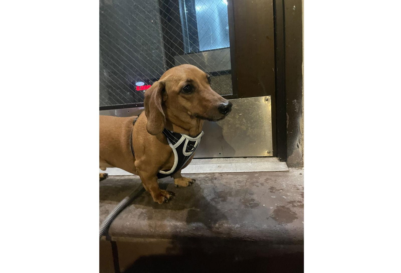 Enlarge Shadow2, a Adoptable Dachshund in Edgewater, NJ image 3/3