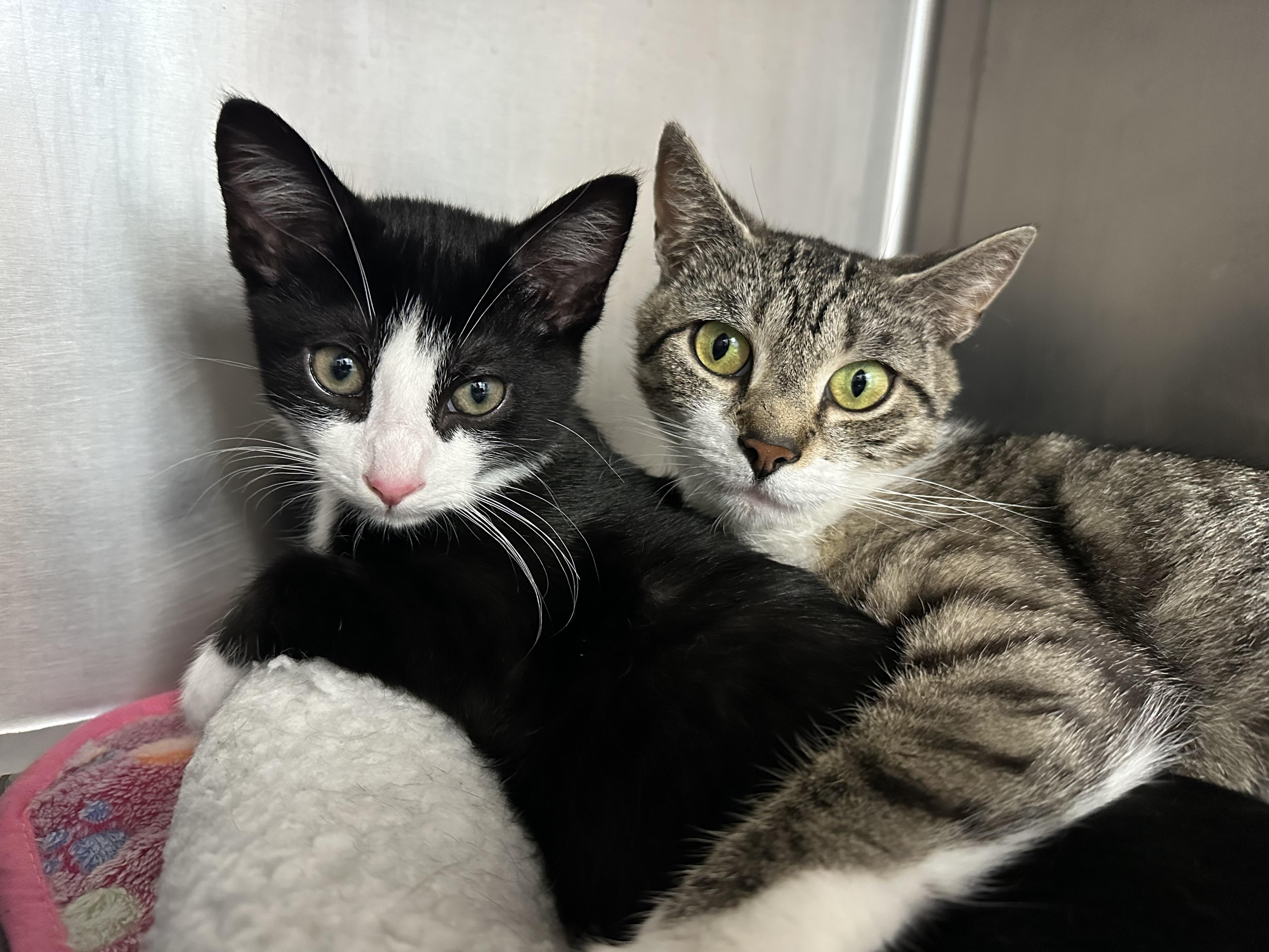 Samson & Delilah Mom and Son, a ADOPTABLE Domestic Short Hair in Clifton, NJ image 3/6