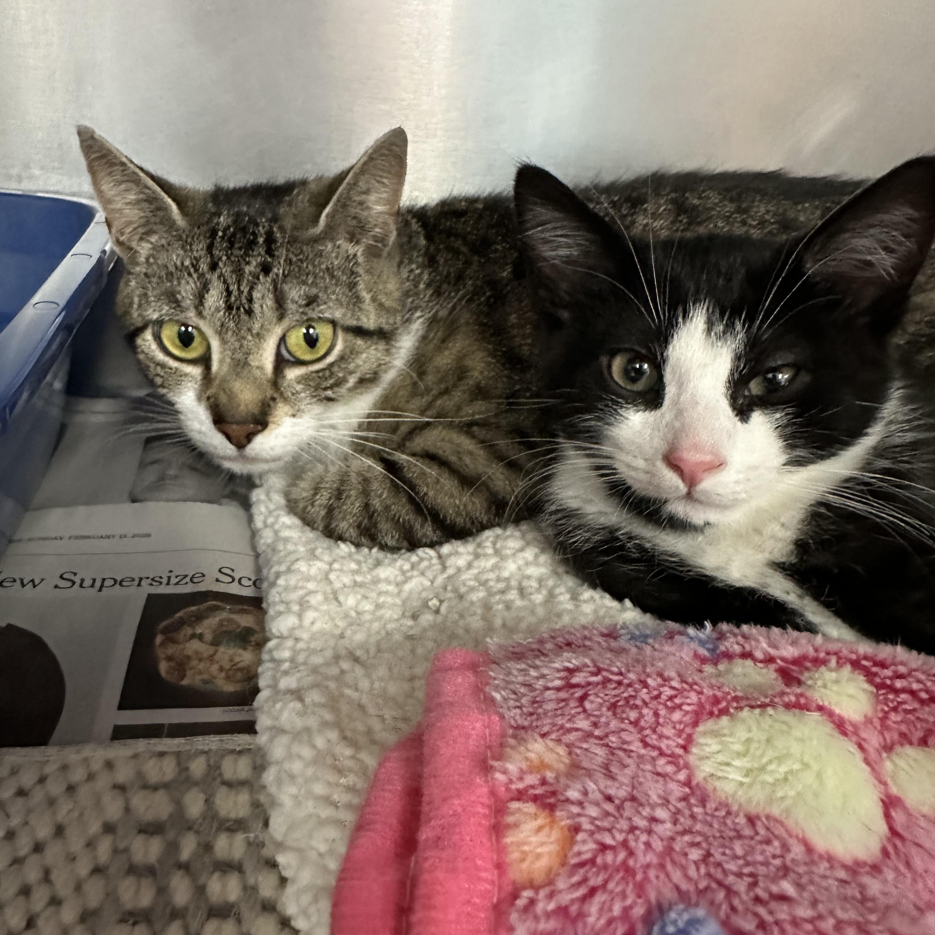 Samson & Delilah Mom and Son, a ADOPTABLE Domestic Short Hair in Clifton, NJ image 2/3