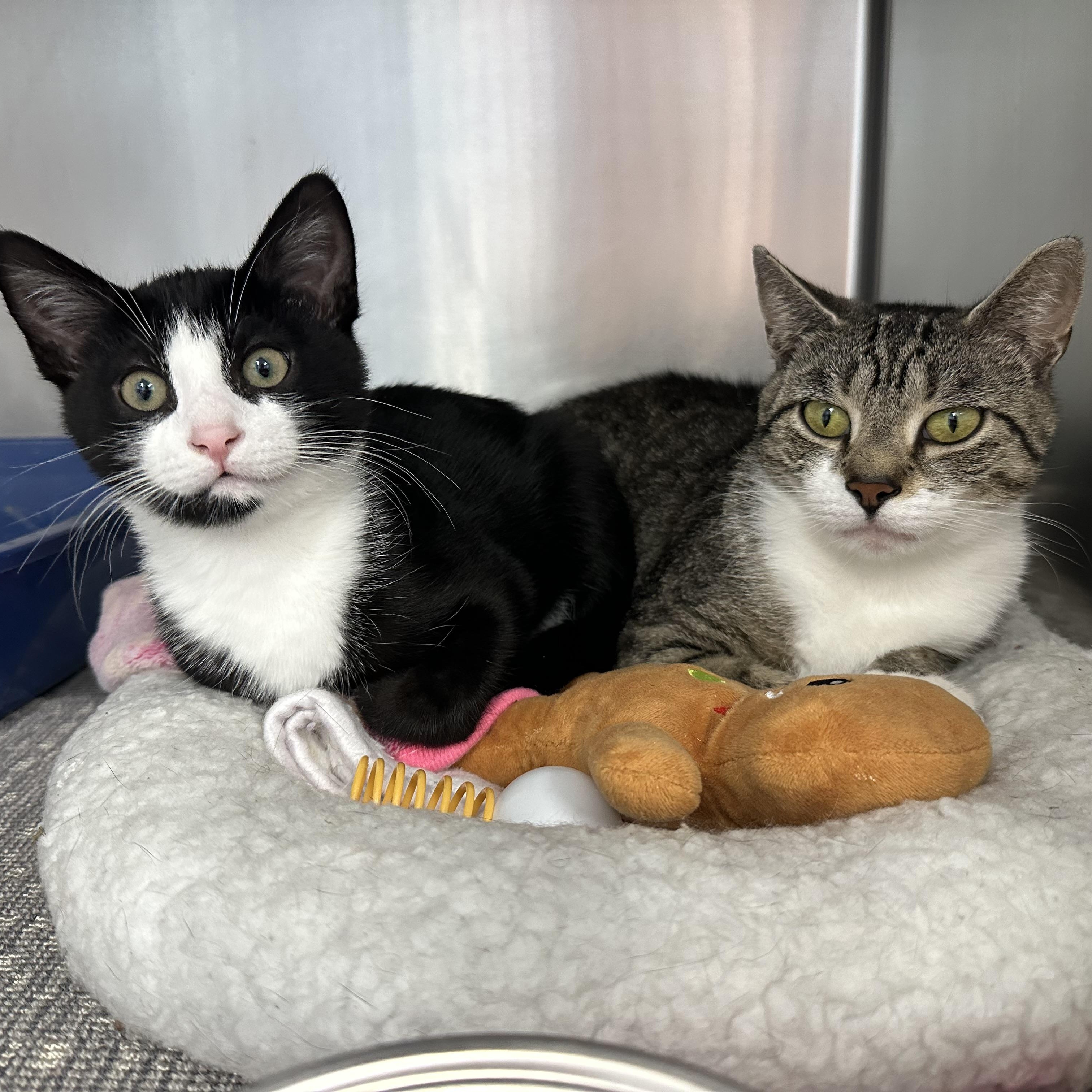 Samson & Delilah Mom and Son, ADOPTABLE, Kitten Female Domestic Short Hair.