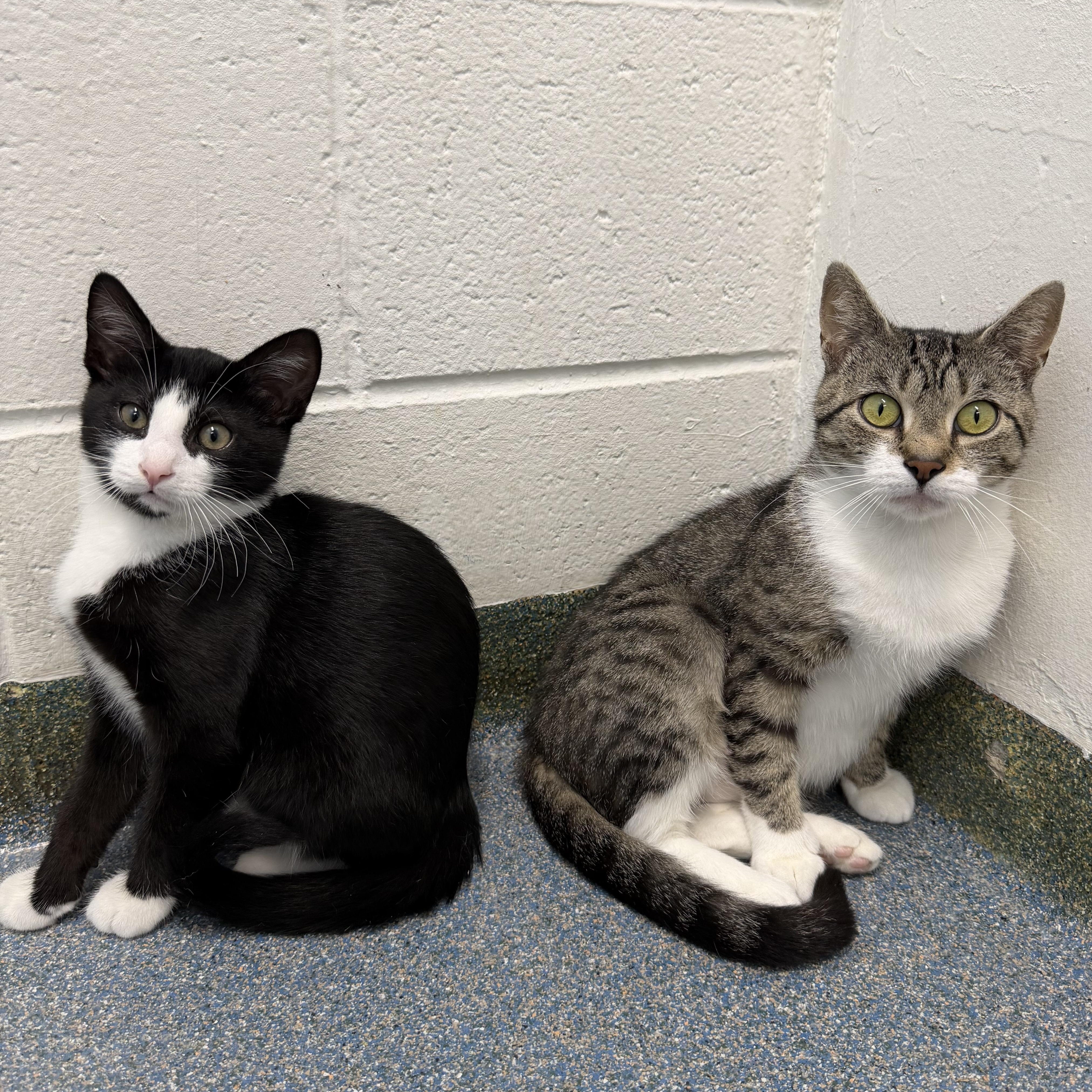 Samson & Delilah Mom and Son, a ADOPTABLE Domestic Short Hair in Clifton, NJ image 4/6