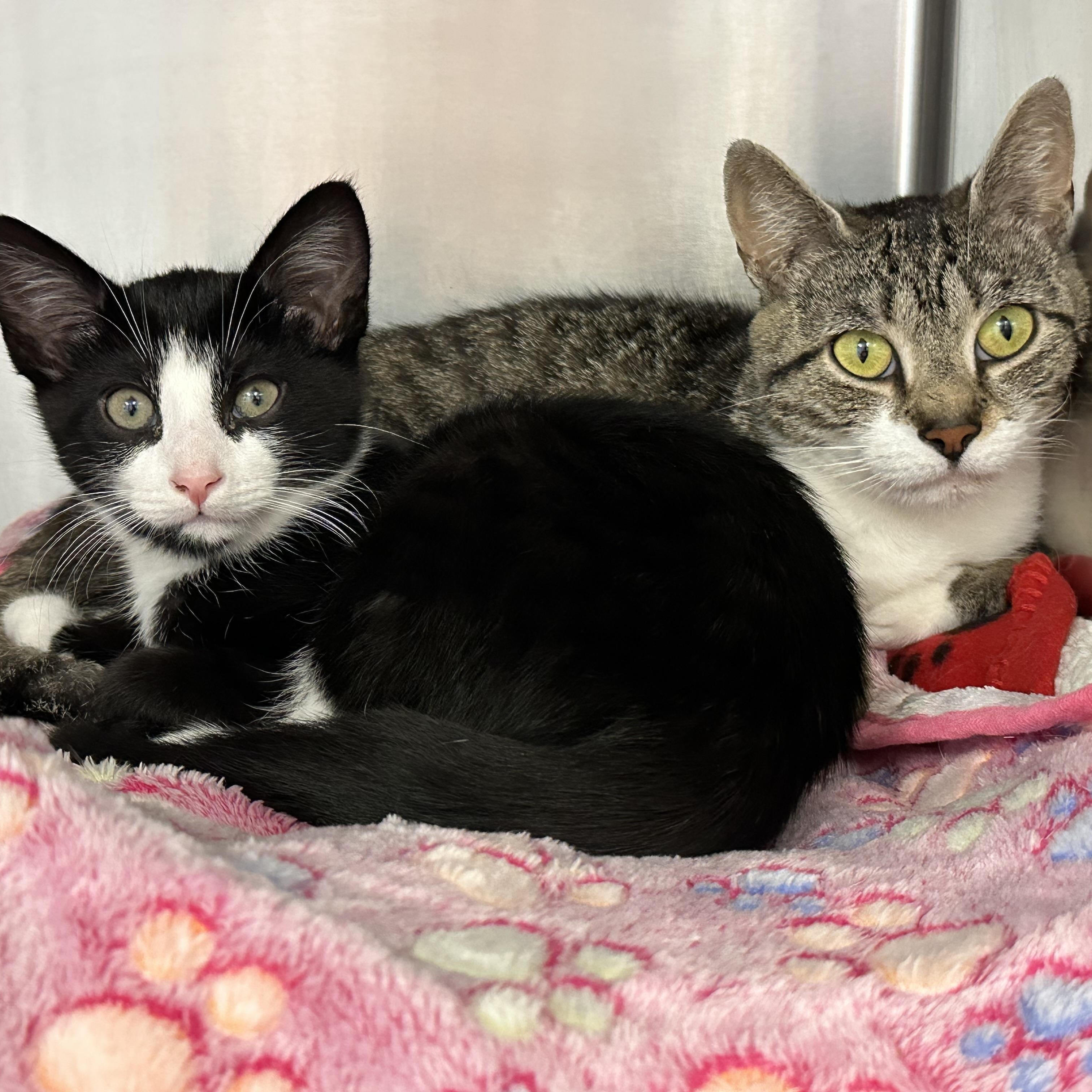 Samson & Delilah Mom and Son, ADOPTABLE, Kitten Female Domestic Short Hair.