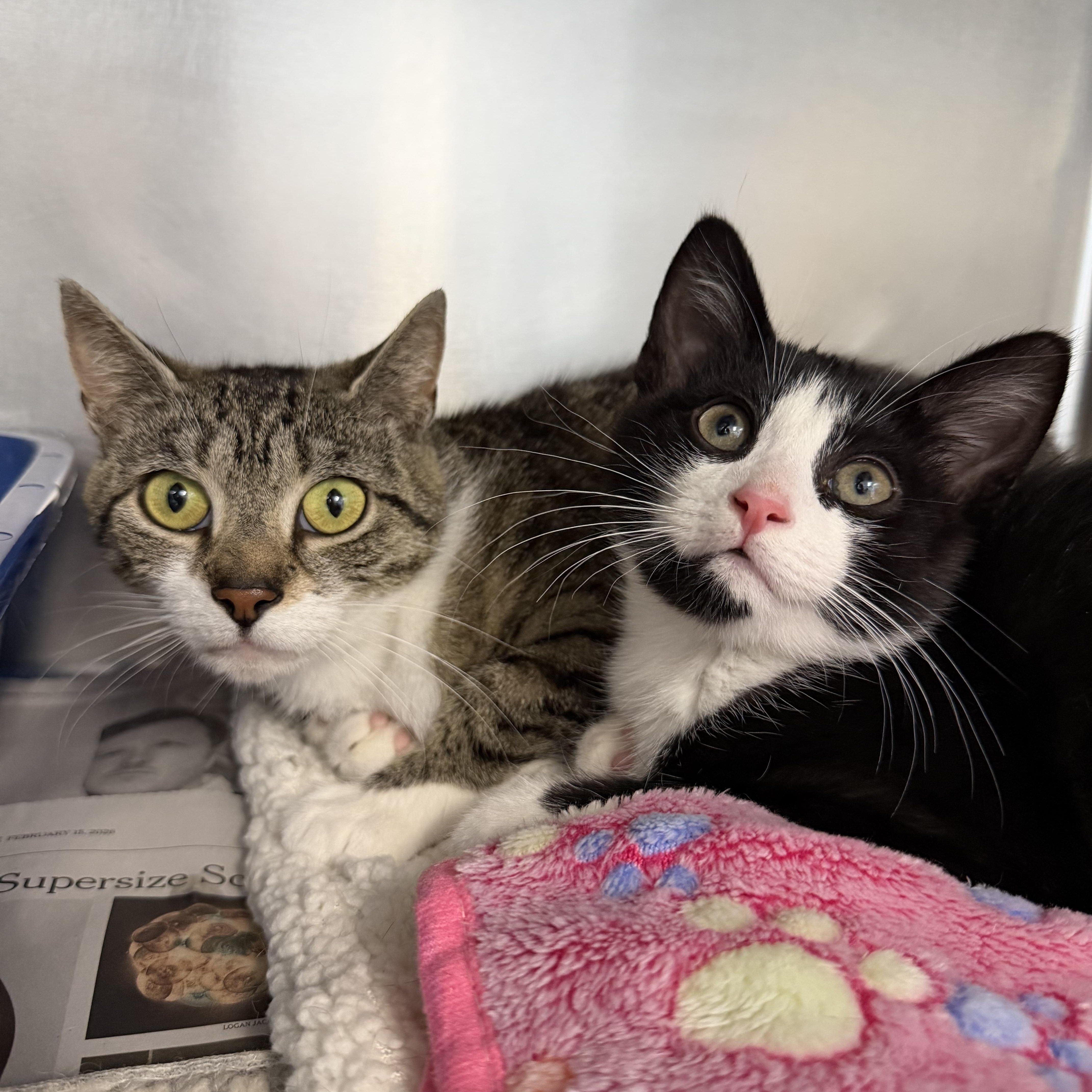 Samson & Delilah Mom and Son, a ADOPTABLE Domestic Short Hair in Clifton, NJ image 3/3