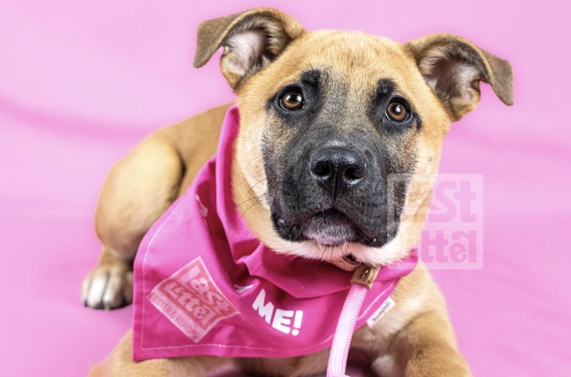 Enlarge Hank, a Adoptable mixed breed in Clarksburg, ON image 1/1