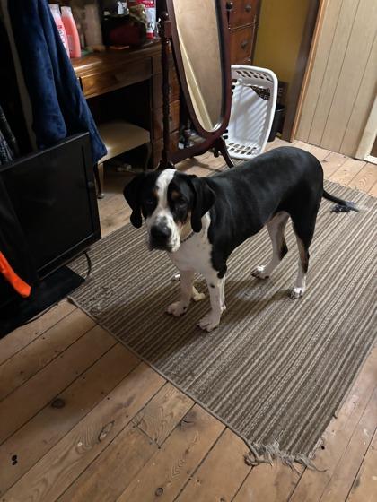 George B., Adoptable, Puppy Male Mixed Breed & Mixed Breed.