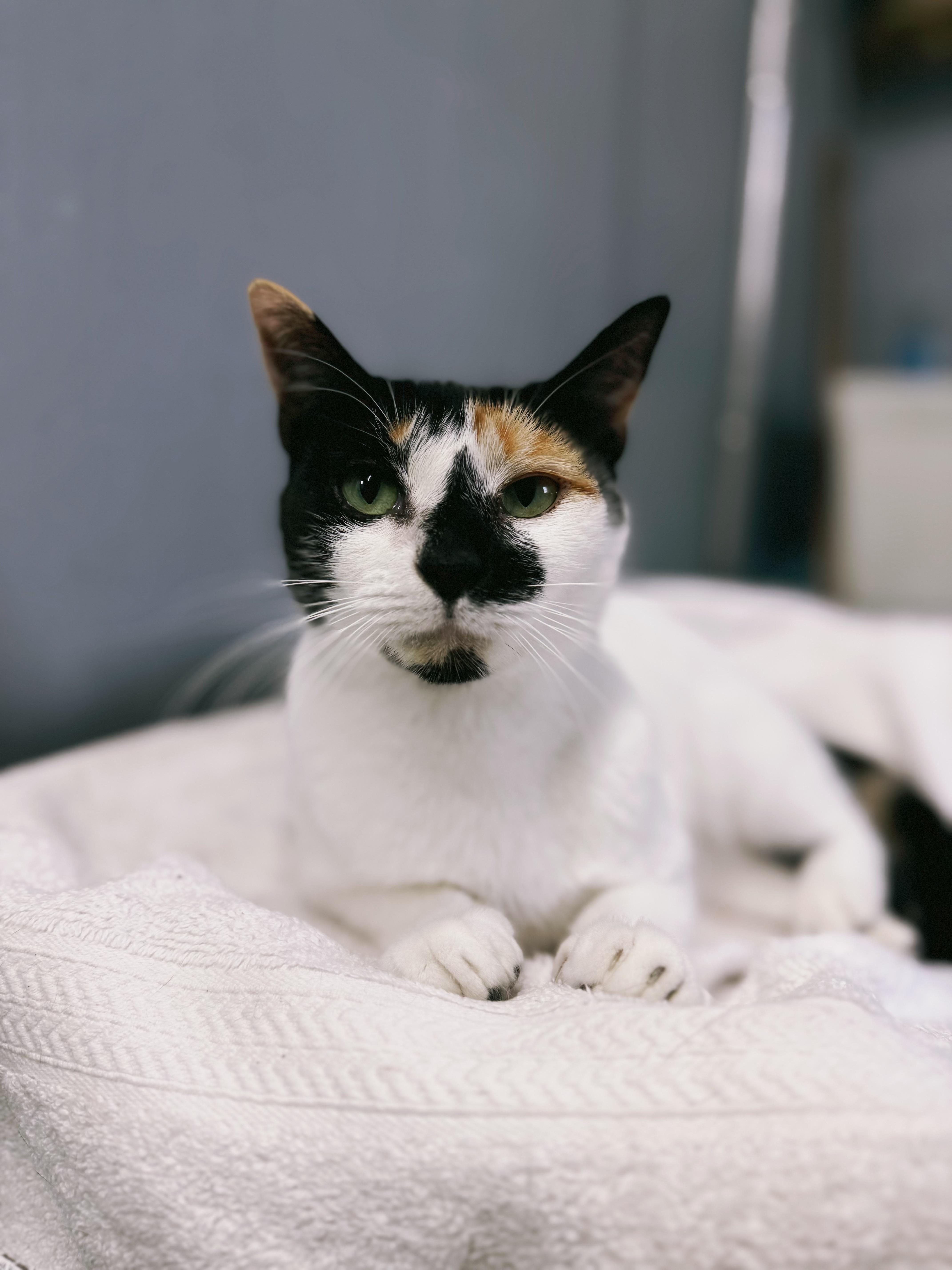 Isabelle - Bonded to Lyra, Adoptable, Adult Female Domestic Short Hair.