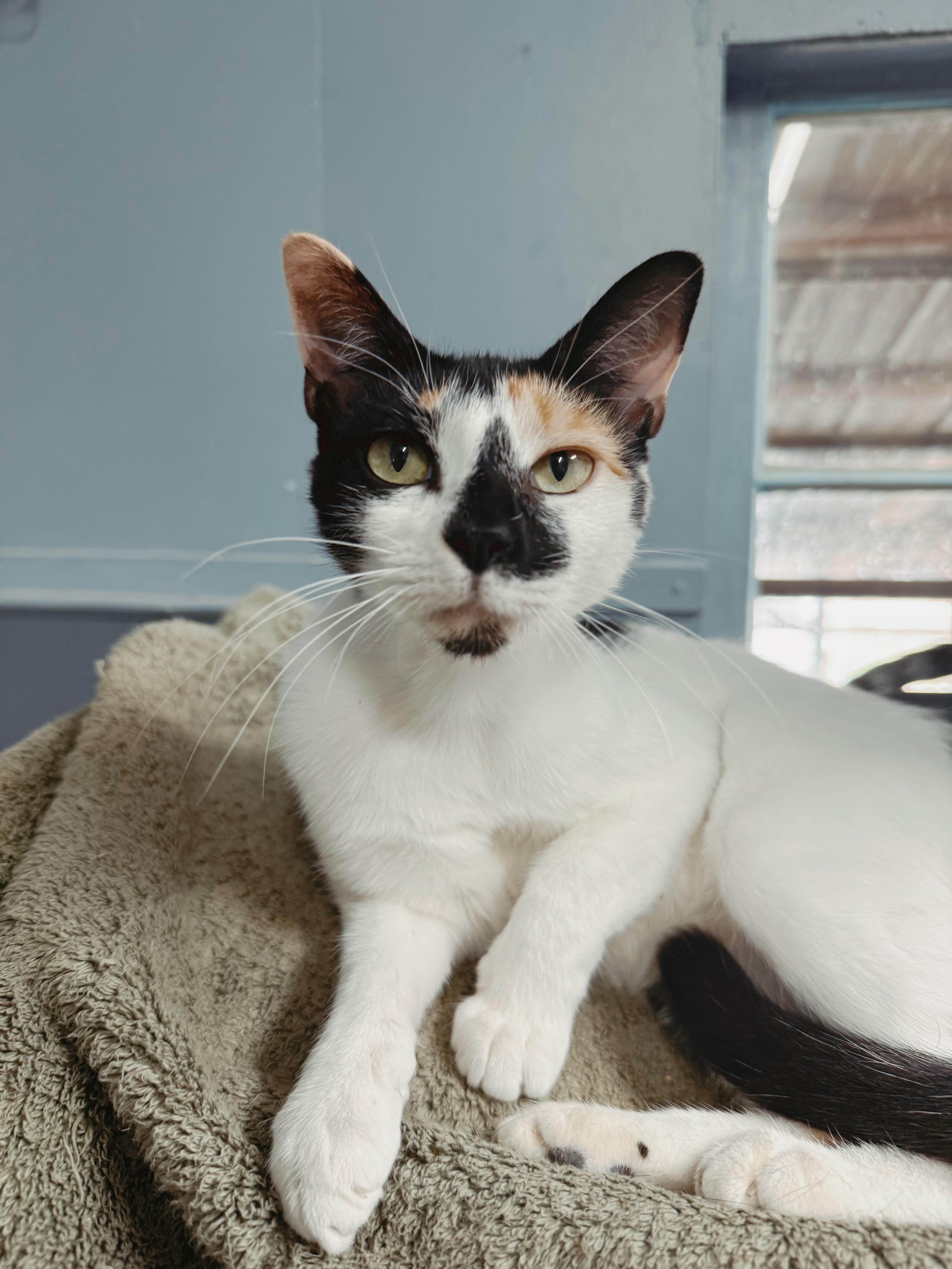 Enlarge Isabelle - Bonded to Lyra, a Adoptable Domestic Short Hair in Varnville, SC image 3/3