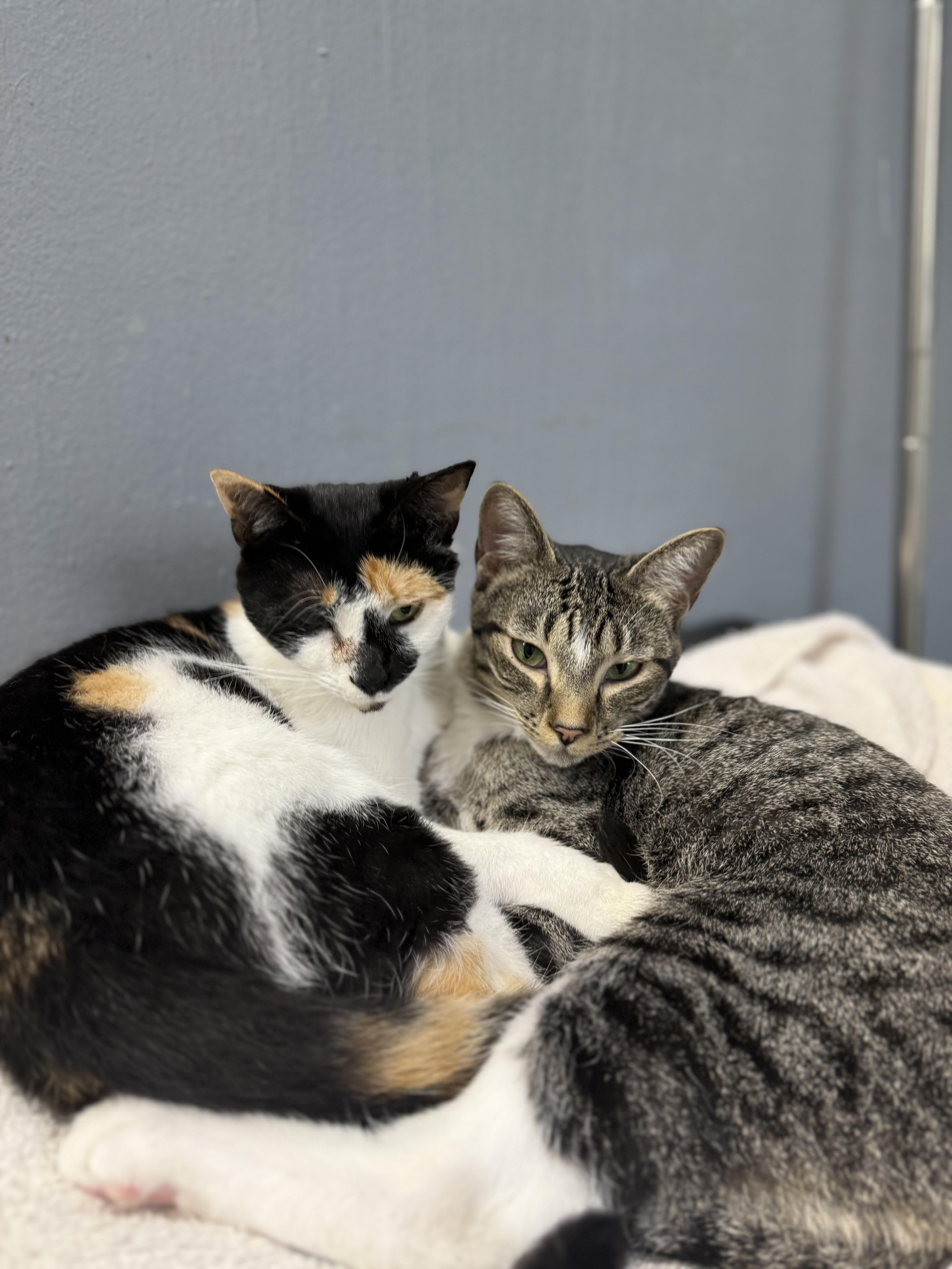 Enlarge Isabelle - Bonded to Lyra, a Adoptable Domestic Short Hair in Varnville, SC image 2/3