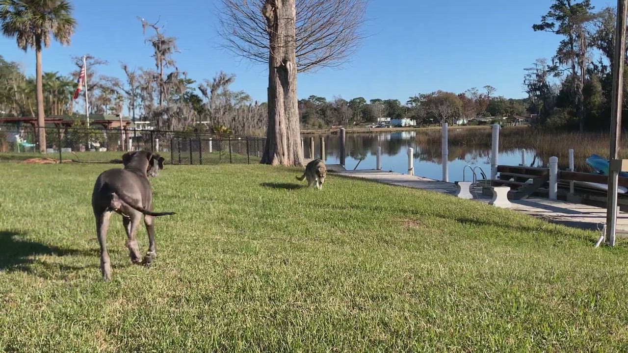 Enlarge Bear, a Adopted mixed breed in Jacksonville, FL video 6/11