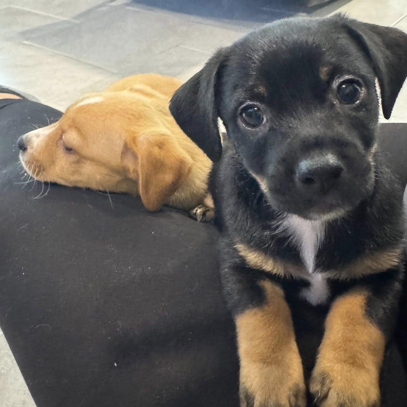 Enlarge Jinu, an adopted mixed breed in Williston, VT image 3/5