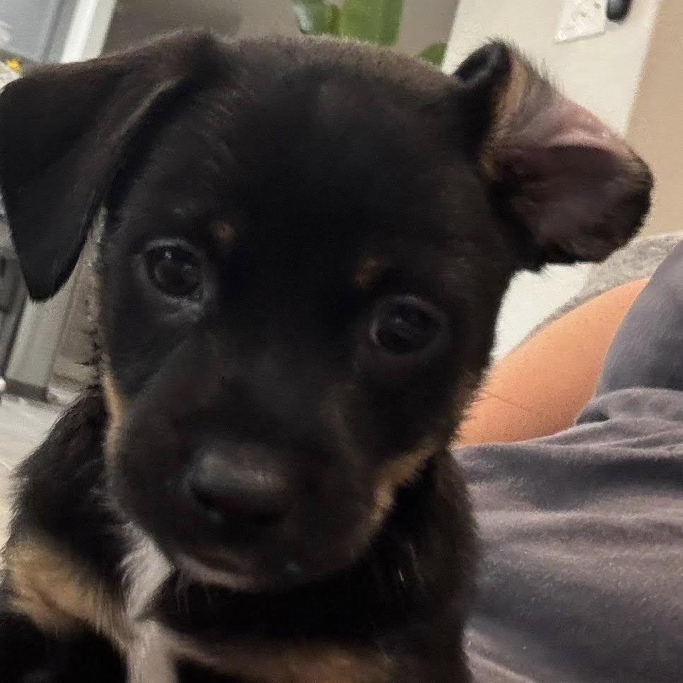 Enlarge Jinu, an adopted mixed breed in Williston, VT image 4/5