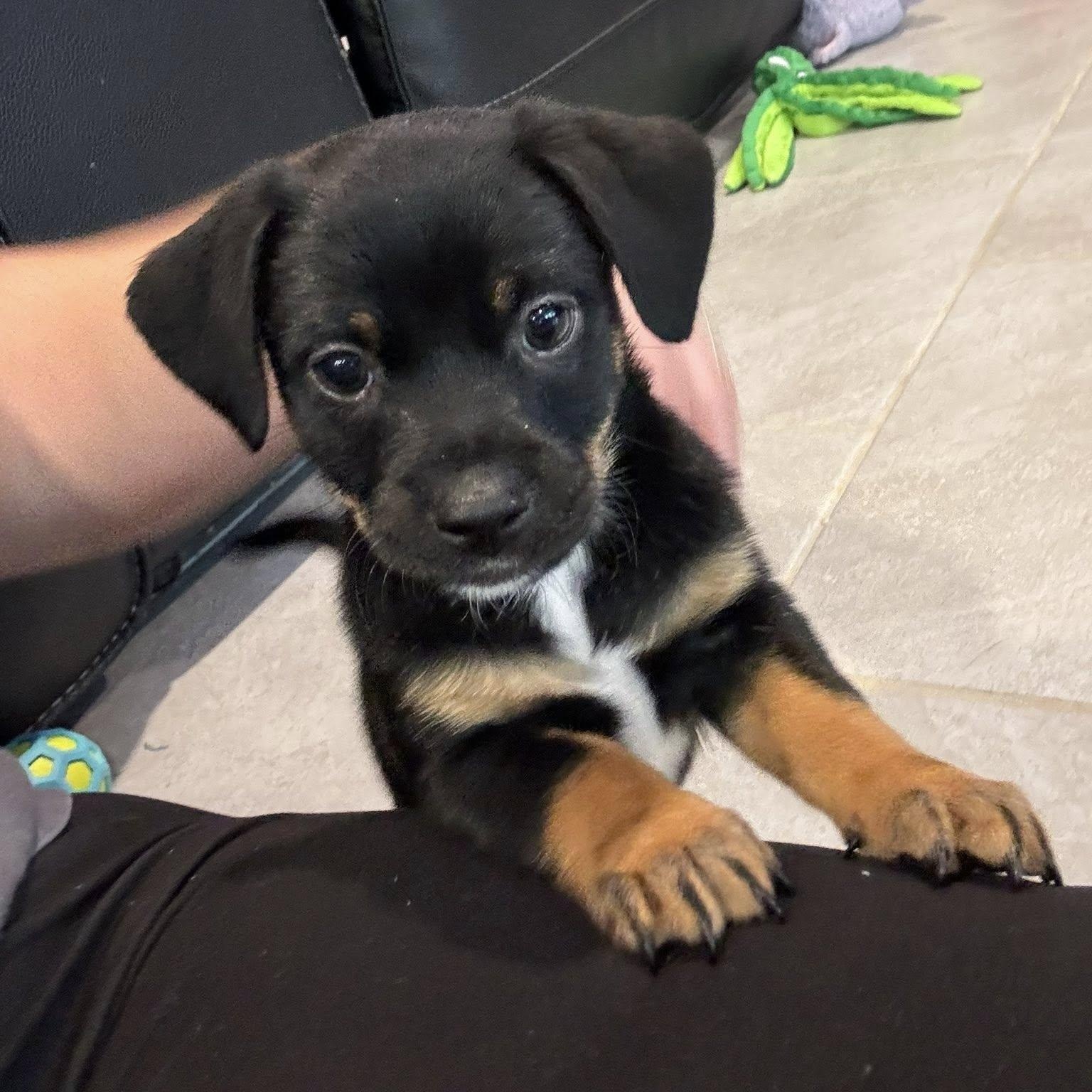 Jinu, adopted, Puppy Male Pug.