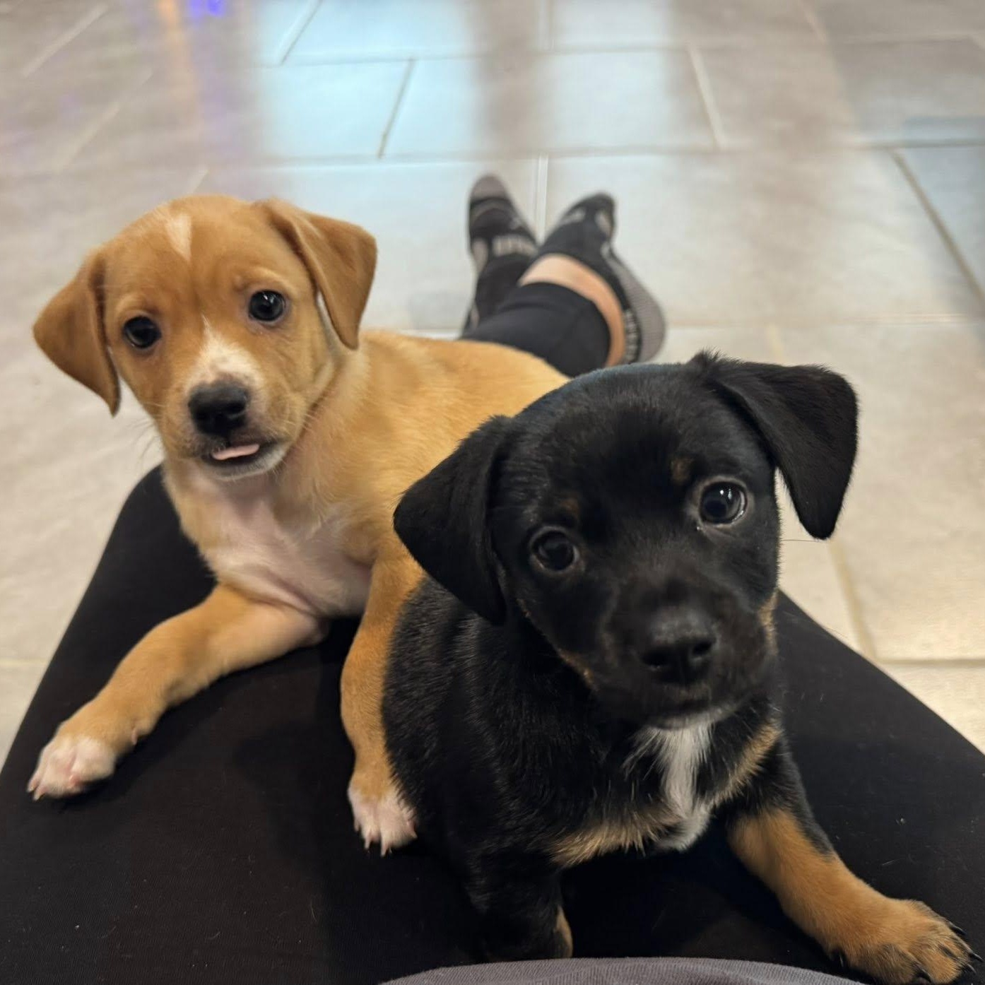 Enlarge Jinu, an adopted mixed breed in Williston, VT image 5/5