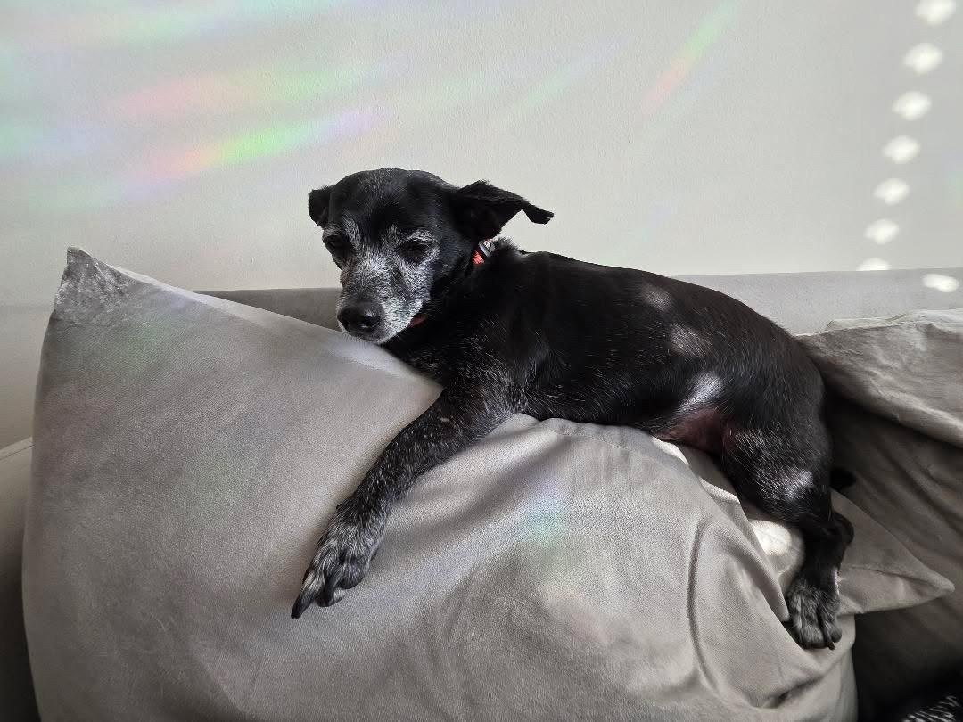Kenny, a ADOPTABLE mixed breed in Rock Hill, SC image 2/6