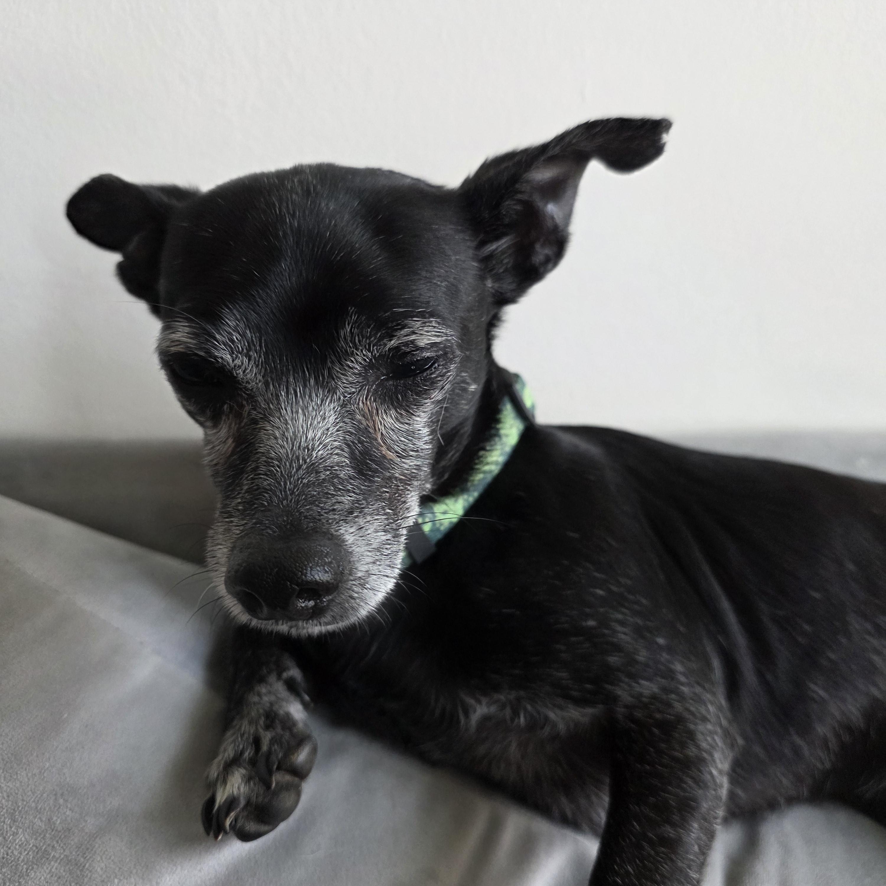 Kenny, a ADOPTABLE mixed breed in Rock Hill, SC image 4/6